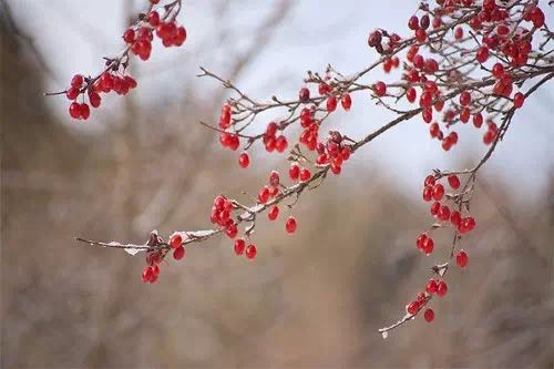 ��ͳ��ѧ֮��������ʫ�ʣ�˼��������