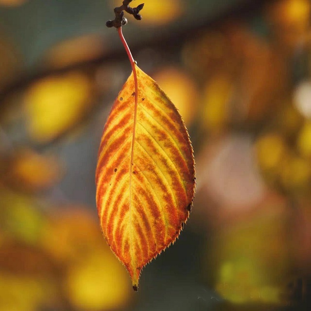 ��ͳ��ѧ֮һҶ ֪��