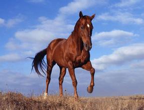 ��������- ������