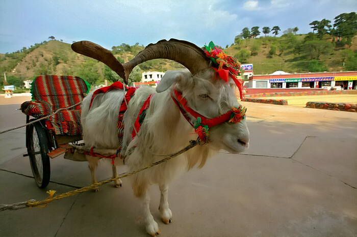 ţ��¿��������