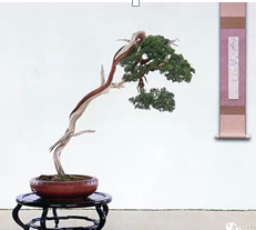 �������辰����