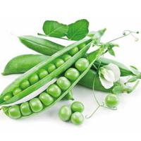 Ȥ̸���������ڹŴ����ɳ�