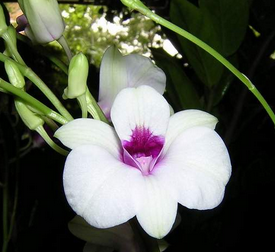 ʯ�������������׽�֮����