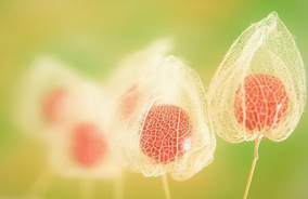 ��ɫ������ЩԢ��  