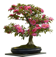 �辰��֦ʩ���н���