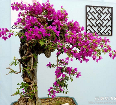 �辰����������ʽ�ĺ�г�� 