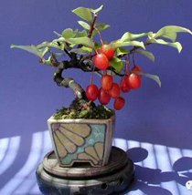 �ּ������ӷ��� 