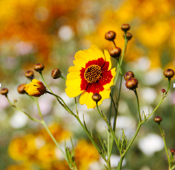 ��ʫ���� 