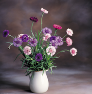 ��ϯ�廨����