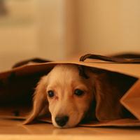 �������ﹷ������������