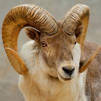 ѩ���ԭ�����е���ϡ�����֪�����٣����ϣ�