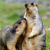 ѩ���ԭ�����е���ϡ�����֪�����٣����£�