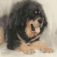 ��Ȯ��ֻ��ʶ������