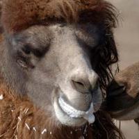 Ұ���ա����ȴ���è����ϧ��Ұ������