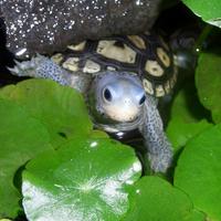 ����ˮ��ιʲô����أ�