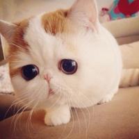 ����������è�����ϵļ���