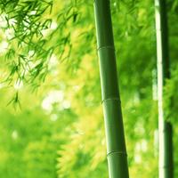 ͥԺ��ˮֲ������Щ��