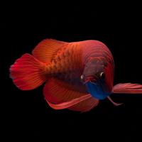 ����ġ��ʯ����������