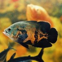 ��ˮ����֮���������ġ���ͼ��