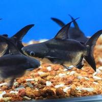 ��ˮ����֮�����ɼ�˼����