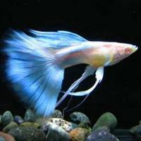 ��ˮ����֮���������ķ�β��