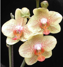 �������ԼҾӻ�����Ӱ��