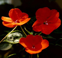 ���ɻ��ķ�ˮѧӦ��