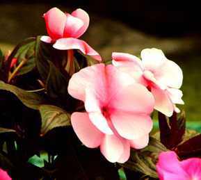 ���ɻ�����ֳ�����ͷ��ɻ��ԼҾӻ�����Ӱ��