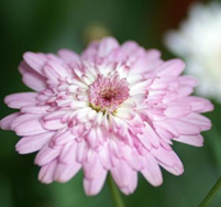 ���޾յ���ֳ��Ҿӷ�ˮ��Ӱ��