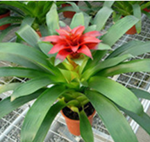  ���˵�ͷ�ԼҾӻ�����Ӱ��