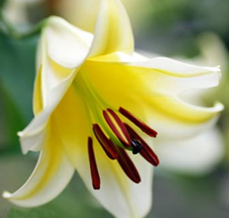 �ٺϻ���Ҿӷ��Ĵ���