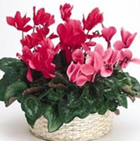 �ɿ�����Ҿӷ��Ĵ���