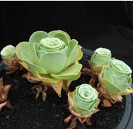 ɽ��õ����Ҿӷ��Ĵ���