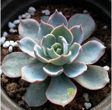 ��ʯ����Ҿӷ��Ĵ���