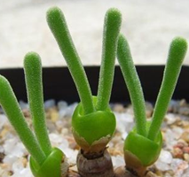 �̹⻷��Ҿӷ��Ĵ���