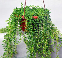 ���������Ҿӷ��Ĵ���