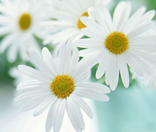 ���նԼҾӻ�����Ӱ��