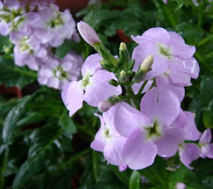 �������ԼҾӻ�����Ӱ��