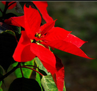 һƷ��ԼҾӻ�����Ӱ��