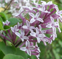 ���㻨�ԼҾӻ�����Ӱ��