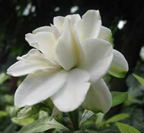 ���ӻ��ԼҾӻ�����Ӱ��