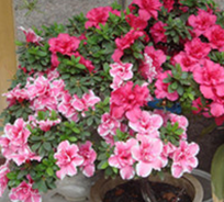 �ž黨�ķ�ˮѧӦ��