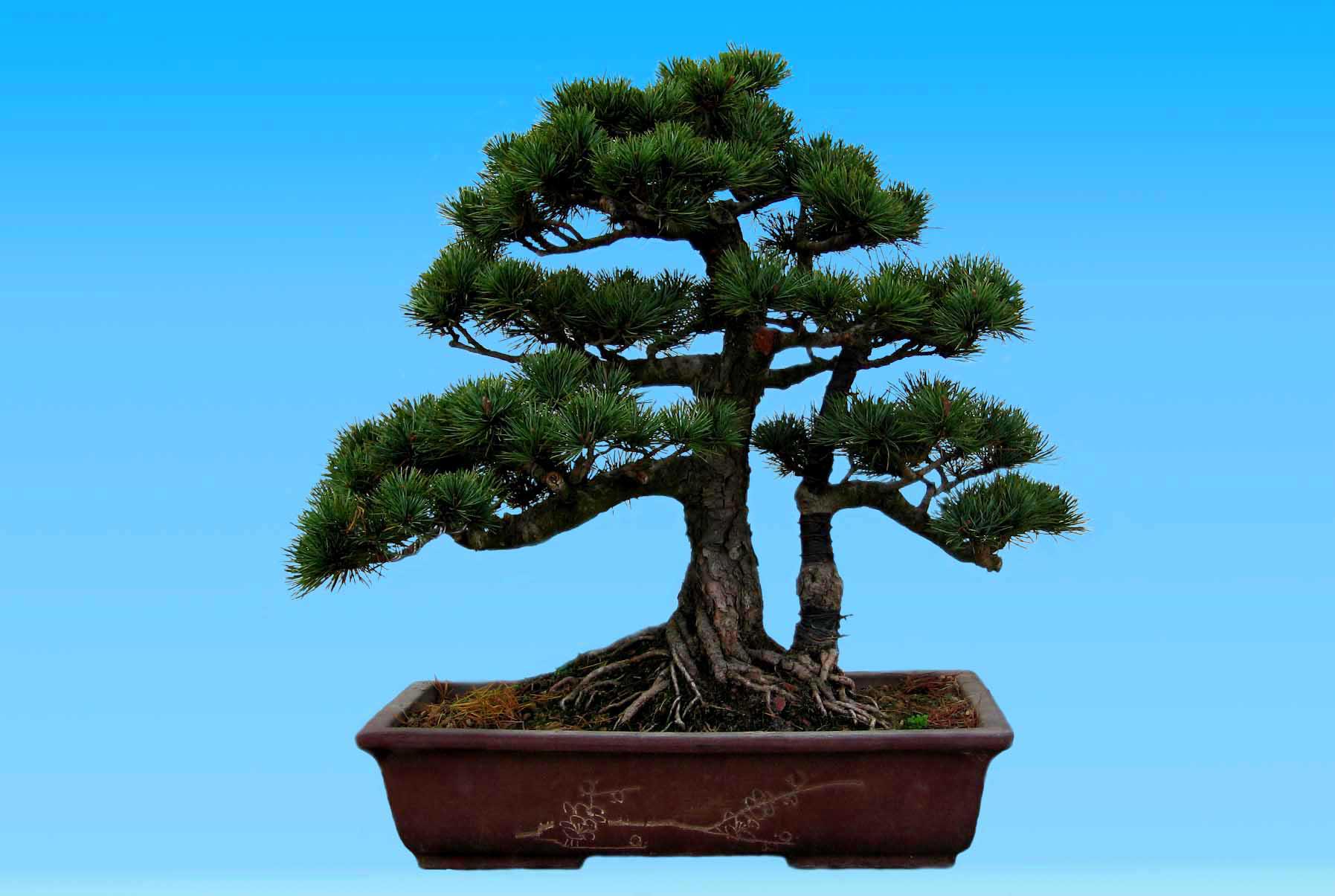 ��ͳ�Ļ�֮�辰�����ԭ���ѧ��