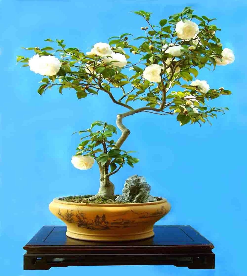 ��ͳ�Ļ�֮�辰�������ɣ������������׾����