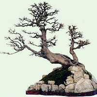 ��׮�辰¶����������׮�辰���������������Щ��