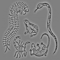 ��ͳ��ѧ֮��ؽ�̩�Ŷ��� 