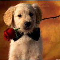 ���ֶ�����լ��������ļ���