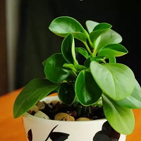 �������˶����ؼ����á�ֲ��ɱ�֡�����������֣�