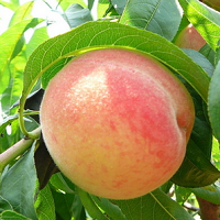 �����ӵ�����������Ч�󲿷��˲�֪