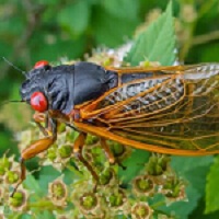 ��ͳ��ѧ֮��ѧ���£�����ճ��